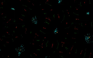 Particle Life